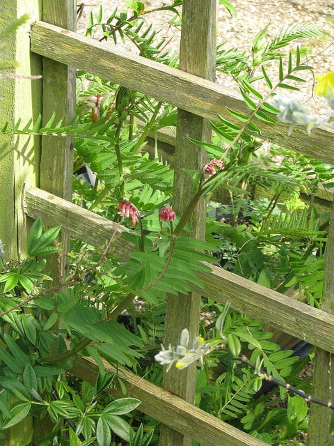 Vicia gigantea