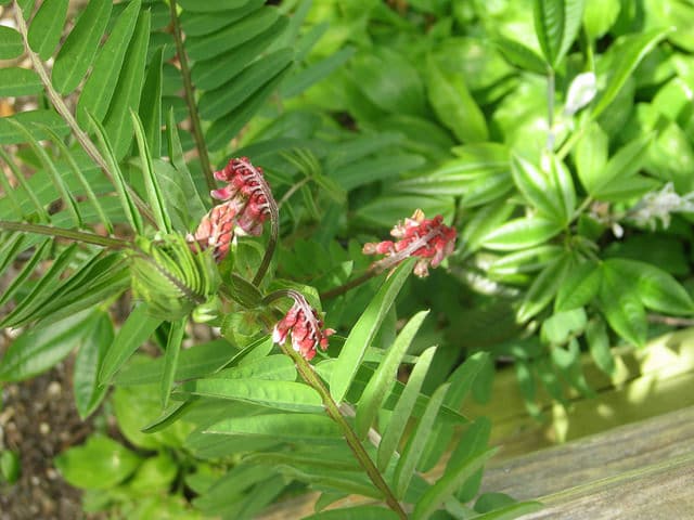 Vicia gigantea