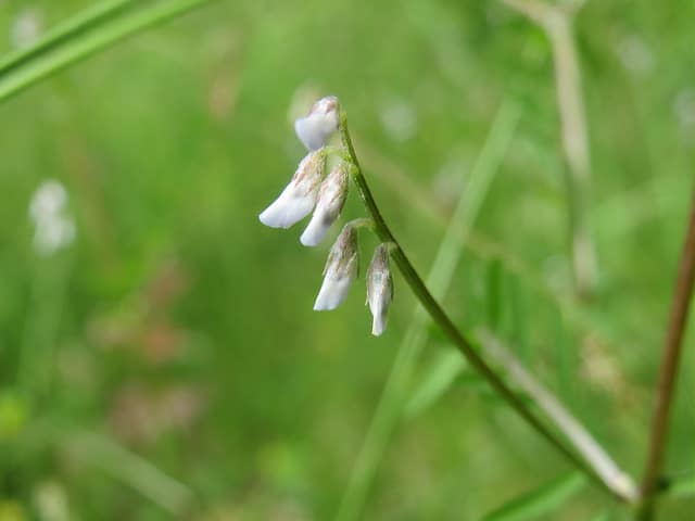 Vesce hérissée (Vicia hirsuta)