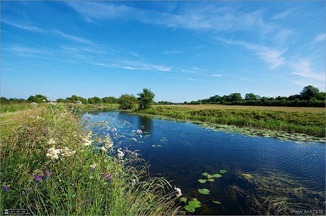 Vesce jaune (Vicia lutea)