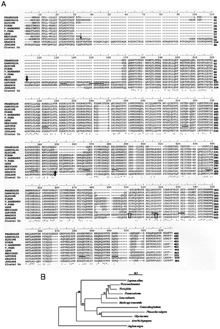 Fève des chevaux (Vicia narbonensis)