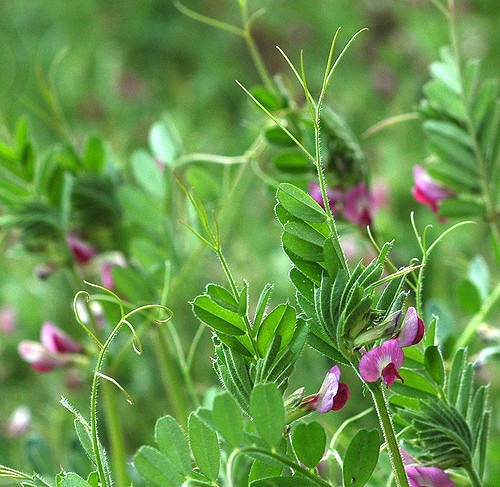 Vesce des haies (Vicia sepium)