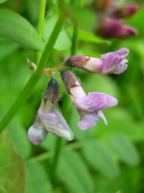 Vesce des bois (Vicia sylvatica)