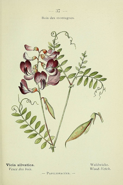 Vesce des bois