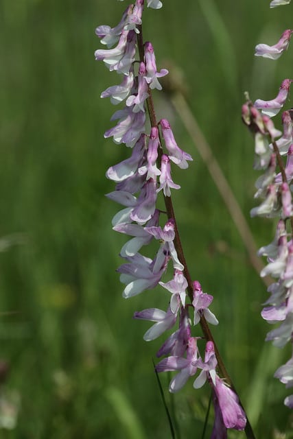 Vesce à feuilles étroites (Vicia tenuifolia)