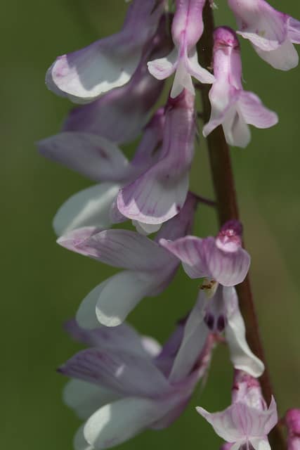 Vesce à feuilles étroites