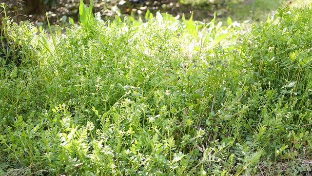 Cicérole (Vicia tetrasperma)