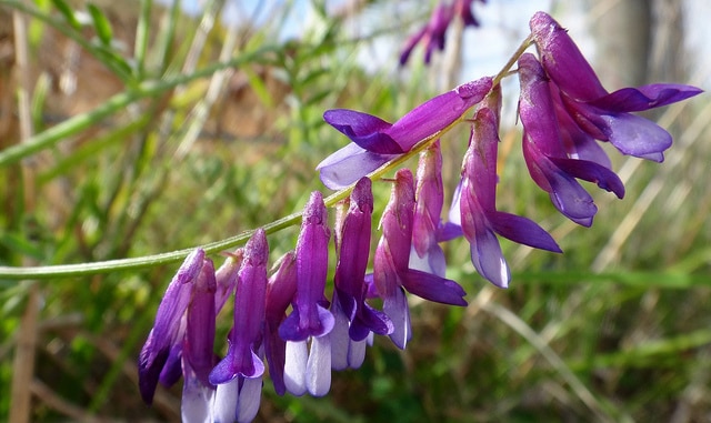 Vesce de russie (Vicia villosa)