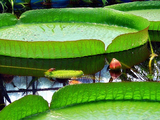 Victoria amazonica