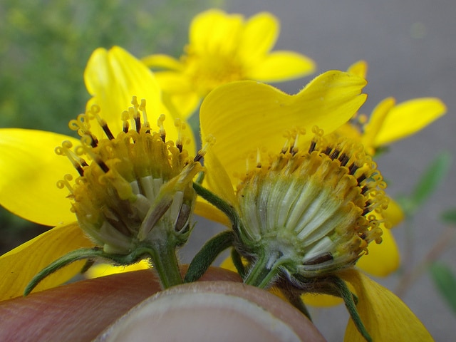 Damier gorgone (Viguiera multiflora)