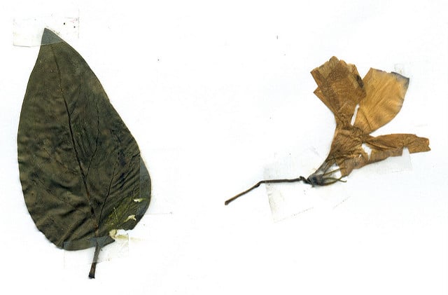 Pervenche difforme
