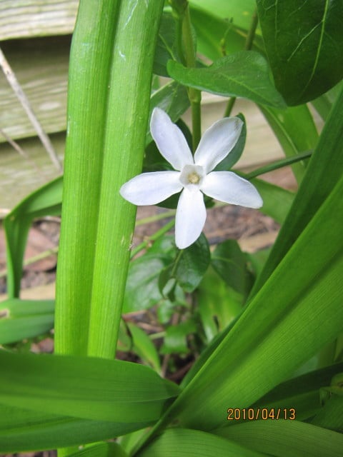 Pervenche difforme