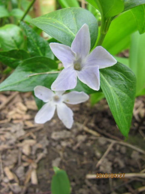 Pervenche difforme