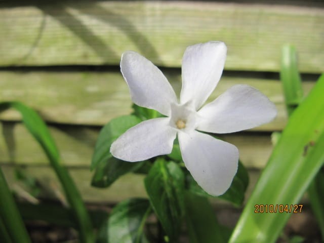 Pervenche difforme