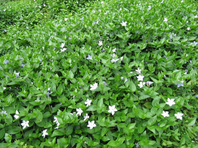 Pervenche difforme