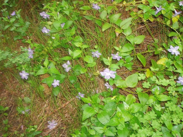 Pervenche difforme (Vinca difformis)