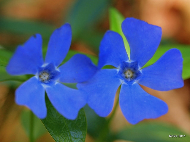 Grande pervenche (Vinca major)