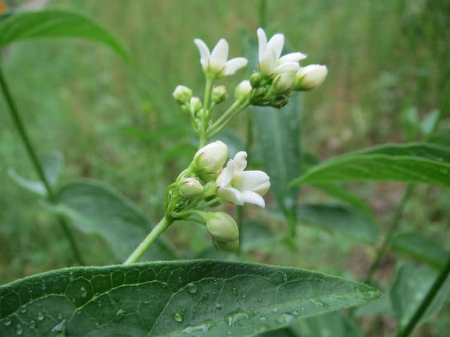 Dompte-venin officinal (Vincetoxicum hirundinaria)