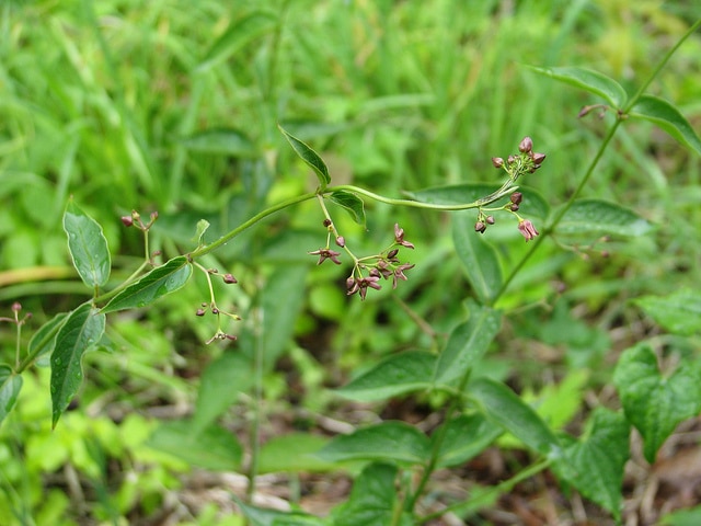 Dompte-venin noir (Vincetoxicum nigrum)