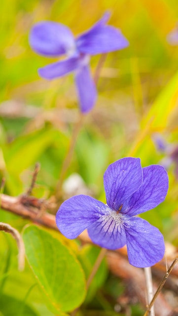 Viola adunca