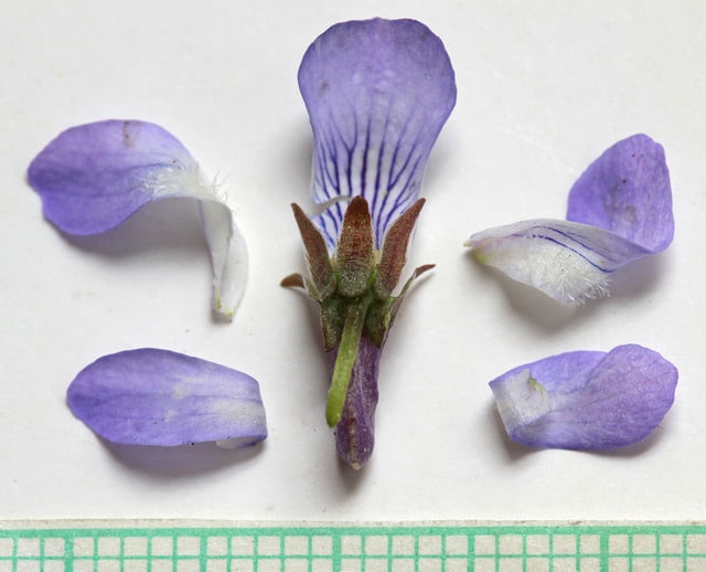 Viola adunca (Viola adunca)