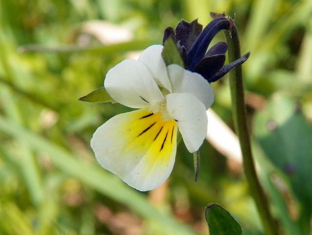 Pensée des champs