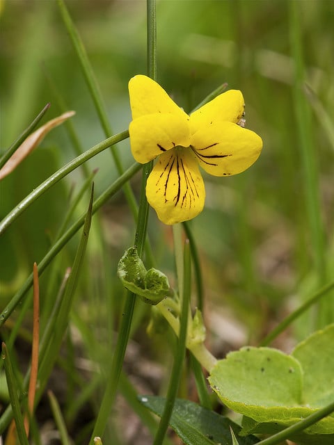 Pensée à deux fleurs