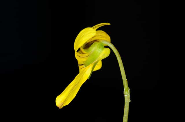 Pensée à deux fleurs