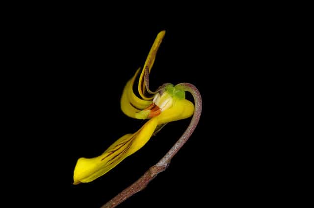 Pensée à deux fleurs