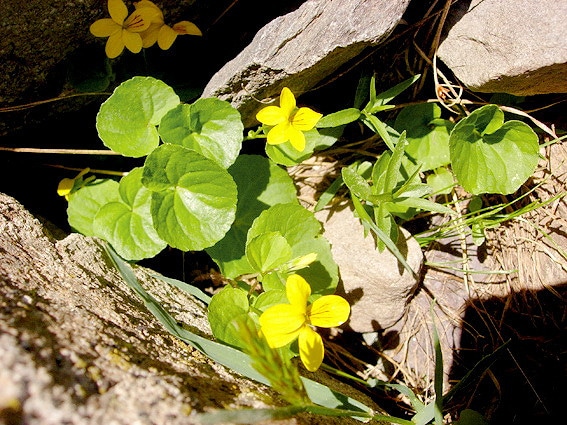 Pensée à deux fleurs