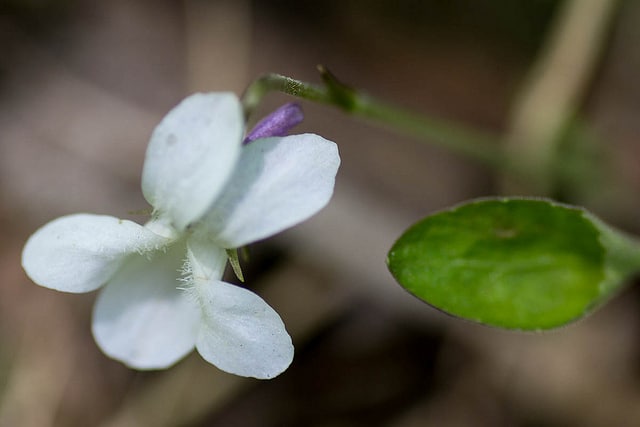 Violette du canada