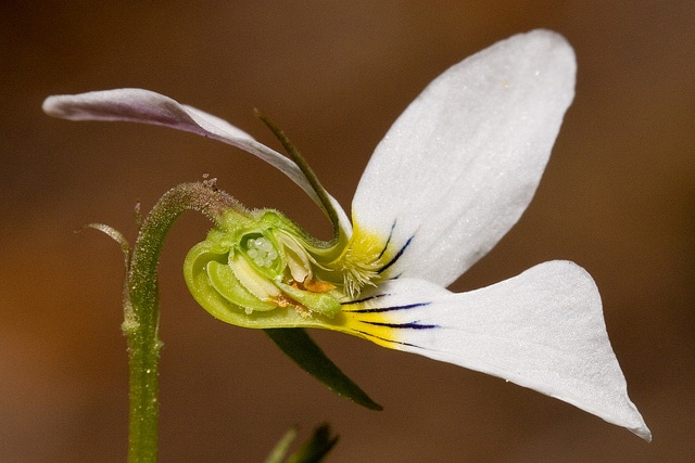 Violette du canada