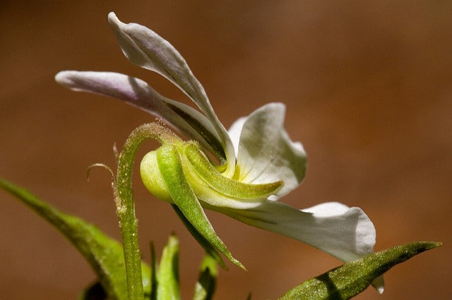 Violette du canada