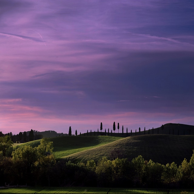 Violette des collines (Viola collina)