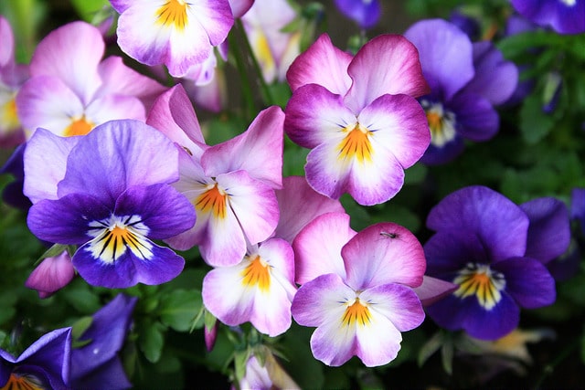 Pensée à corne (Viola cornuta)