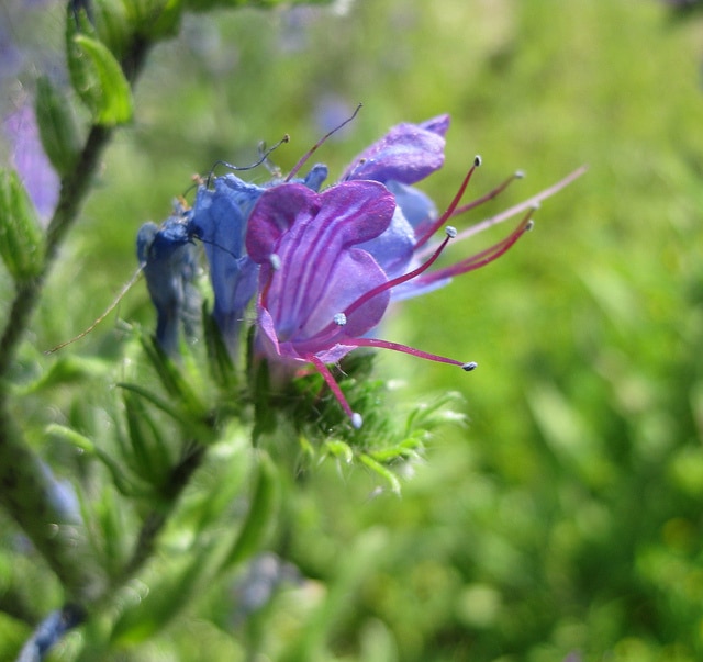 Viola diffusa