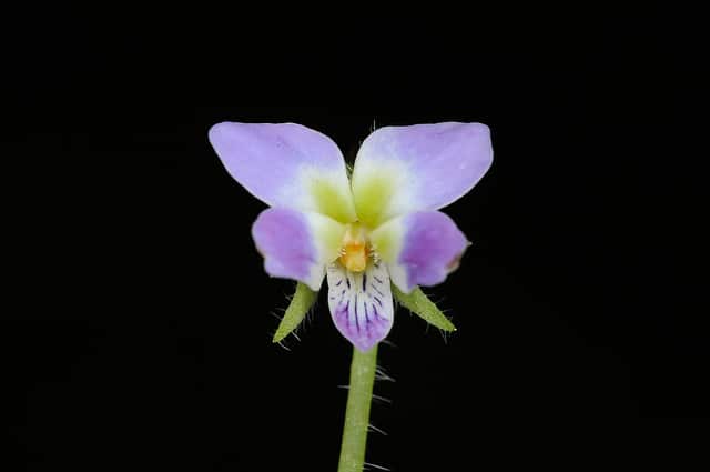 Viola diffusa