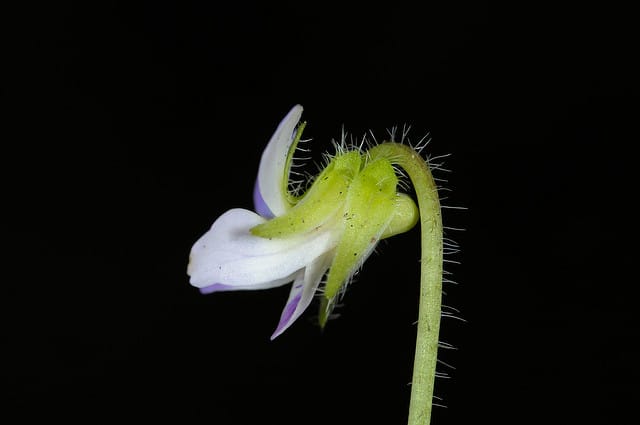 Viola diffusa (Viola diffusa)