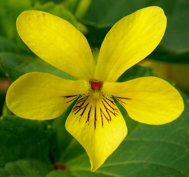 Viola glabella
