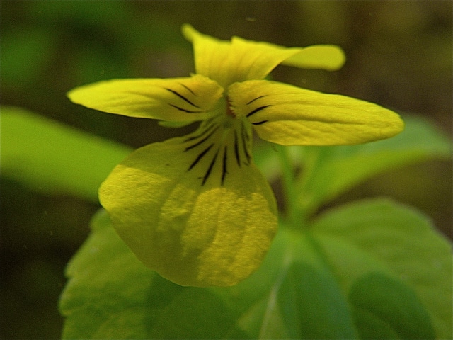 Viola glabella