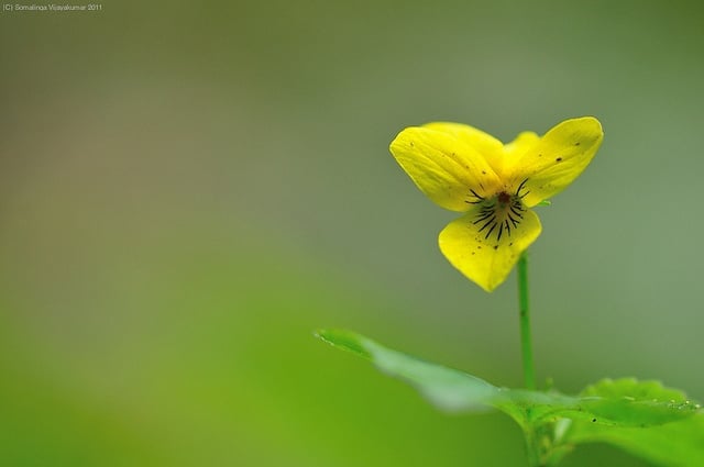 Viola glabella