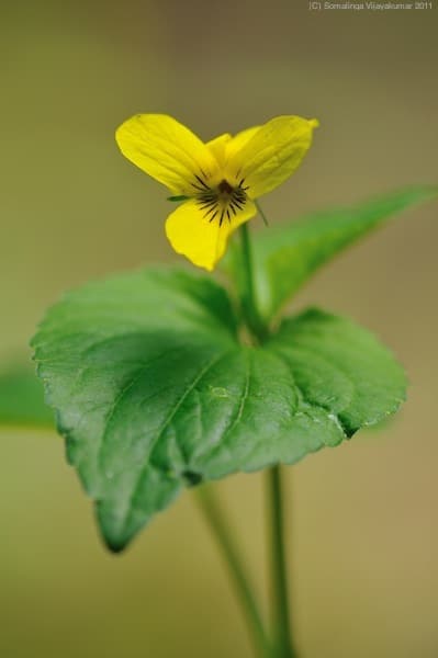 Viola glabella
