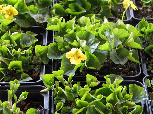 Viola glabella (Viola glabella)