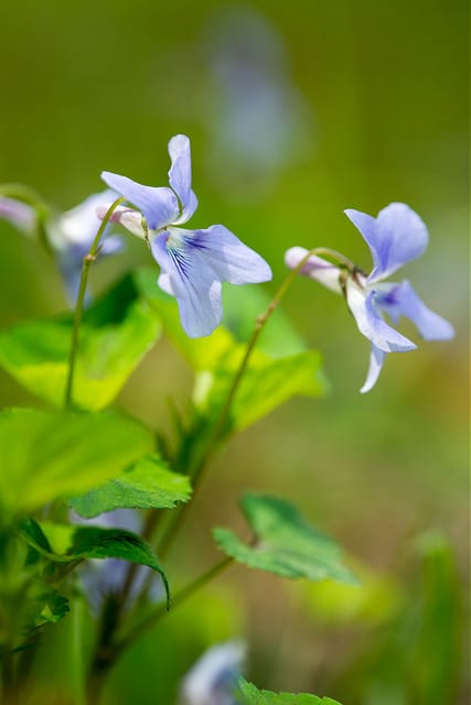 Viola grypoceras