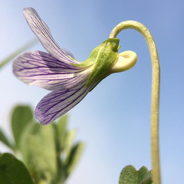 Viola grypoceras