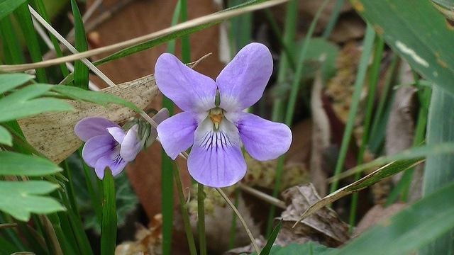 Viola grypoceras