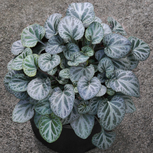 Viola grypoceras