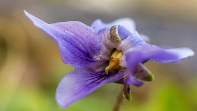 Viola grypoceras (Viola grypoceras)
