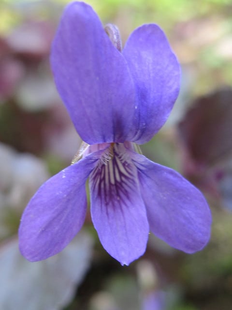 Violette de labrador
