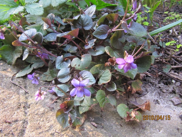 Violette de labrador